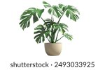 monstera jungle plant in a pot