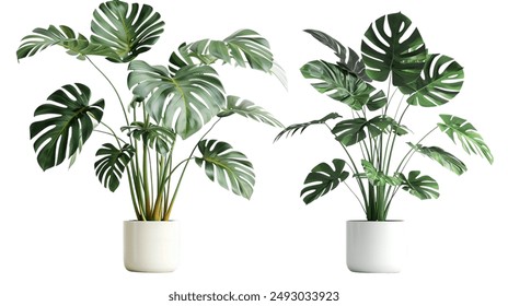 monstera jungle plant in a pot - Powered by Shutterstock