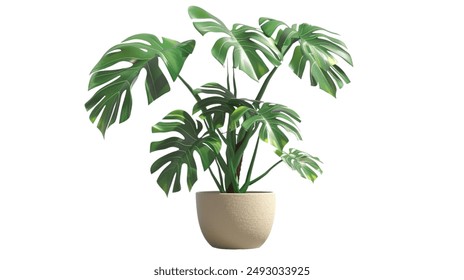 monstera jungle plant in a pot - Powered by Shutterstock