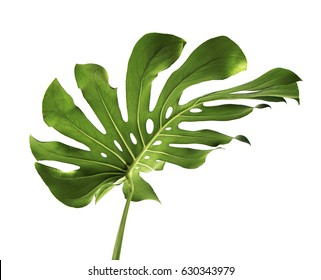 Monstera Large Green Jungle Leaf Unique Tropical Design Pattern, Swiss Cheese Plant, Isolated On White Background, With Clipping Path