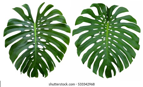 Monstera Large Tropical Jungle Leaves, Swiss Cheese Plant Design Pattern, Isolated On White Background