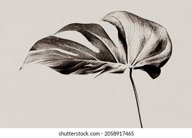 Monstera Leaf Background Grayscale With Risograph Effect Remixed Media