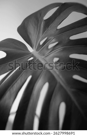 Monstera leaf with dramatic lighting