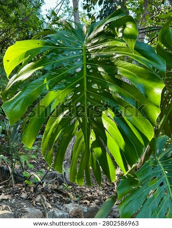 Monstera leaf
The iconic split leaf of Monstera deliciosa, a tropical climbing plant native to Central America, thrives in the Botanical Park and Gardens of Crete’s sheltered microclimate.
