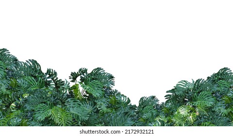 Monstera leaf isolated on white background. - Shutterstock ID 2172932121
