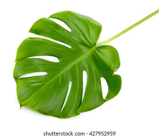 Monstera Leaf, Isolated On White