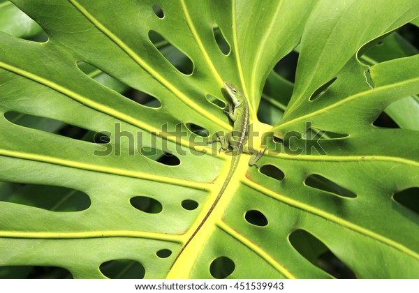 Monstera leaf and Lizard in Hawaii