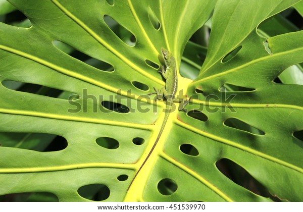 Monstera leaf and Lizard in Hawaii