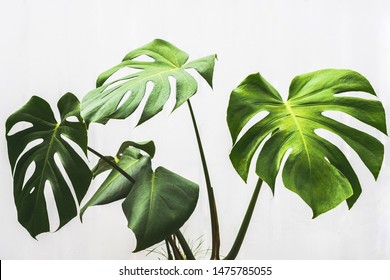 Monstera Leaf , Philodendron Pot Plant