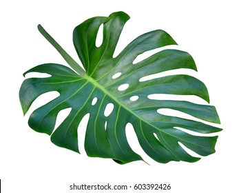 Monstera Leaf And Stem, Trendy Tropical Jungle Paradise Foliage Shape, Isolated On White Background, Also Called Cheese Plant, For Unique Hole Pattern