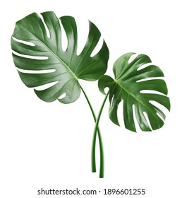 Monstera Leaf, Tropical Evergreen Plant Isolated On White Background