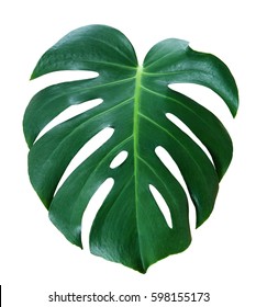 315,174 Monstera Images, Stock Photos & Vectors | Shutterstock