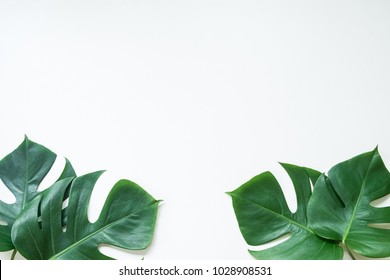 Monstera Leave On White Background