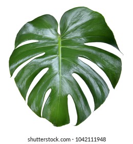 Green Monstera Leaf Tropical Plant Hand Stock Illustration 548602111