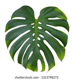 Big Green Leaf Monstera Plant Isolated Stock Photo (Edit Now) 76665019