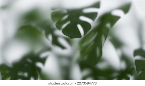 Monstera leaves behind Frosted glass 