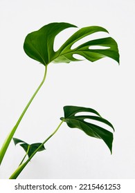 Monstera Leaves Indoor Plants For Low Light Air Purification, Your Living Room Or Bedroom 