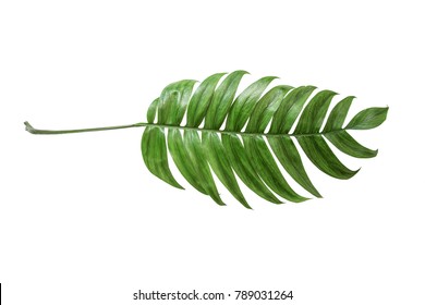 Monstera leaves lush decorating for composition design style exotic. Tropical palm philodendron leaf isolated white background and branch greenery caribbean, botanical nature concepts.(clipping path)