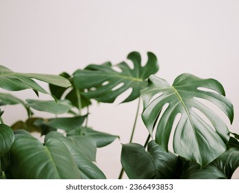 Monstera leaves on a clean white background - Shutterstock ID 2366493853