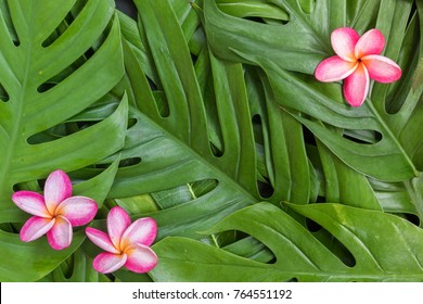 Monstera Liana, Vine Top View Still Life Background With Frangipani Plumeria Flower Tropical Wallpaper Flat Lay Layout