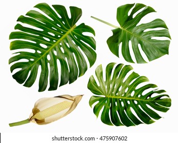 Monstera miltiple leaves with seed pod isolated on white background - Shutterstock ID 475907602