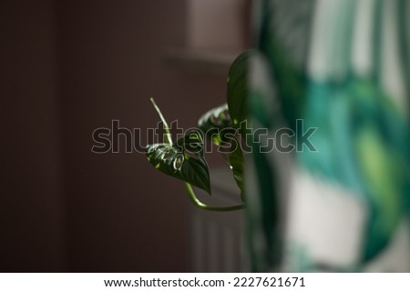 Monstera monkey mask growing in the room
