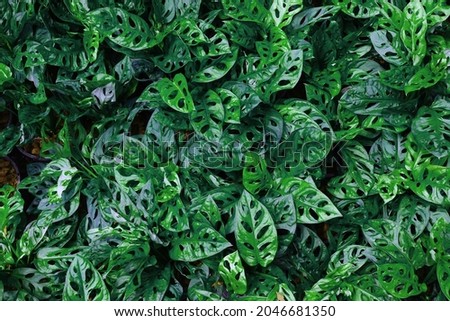 Monstera obliqua green leaf tree popular ornamental house plant air purifying for home, Nature leaf background and texture.