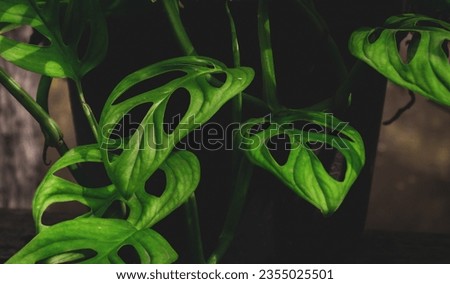 Monstera obliqua. leaves of the Monstera obliqua ornamental plant. green leaves background.