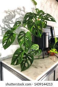 Monstera Obliqua Plant On A Marble Table