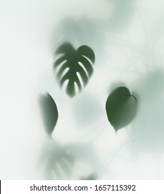 Monstera Palm In Fog, Selective Focus