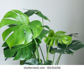 Monstera Plant