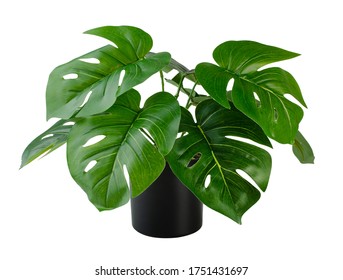 Monstera Plant In Balck Pot Isolated White Background