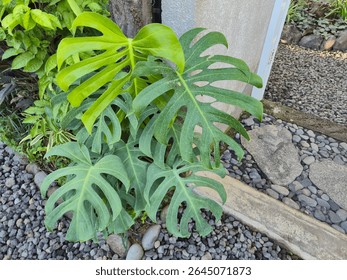 Monstera plant with fenestrated leaves thrives in a natural outdoor setting, surrounded by gravel and other lush green foliage. The image highlights its tropical beauty and unique leaf patterns.