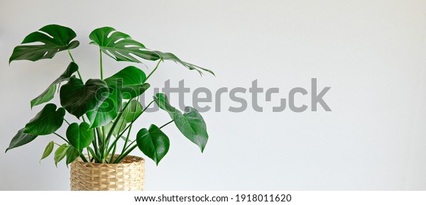 Monstera plant\
indoor on white wall\
background