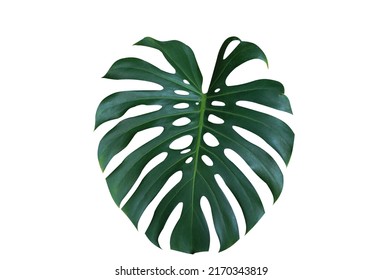 Monstera Plant Leave Beautiful Texture On Stock Photo 2170343819 ...