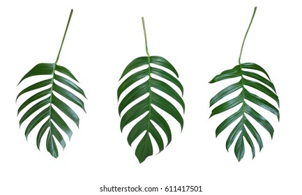 Monstera plant  leaves, the tropical evergreen vine isolated on white background, clipping path included