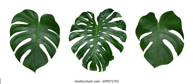 Monstera plant leaves, the tropical evergreen vine isolated on white background, clipping path included - Shutterstock ID 699071755