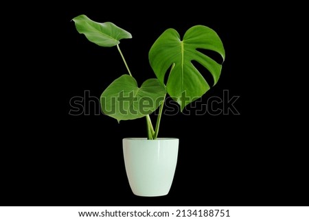 Monstera plant pot on black background with path line tree purifying tree, vase, wood, flower, flowers, rainy season, room, hotel, interior, beautiful, fresh, tree, wooden, floral, rubber wood