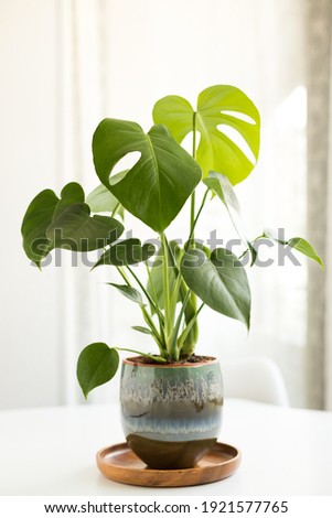 Monstera plant potted in a brilliant and pretty pot over a white table.