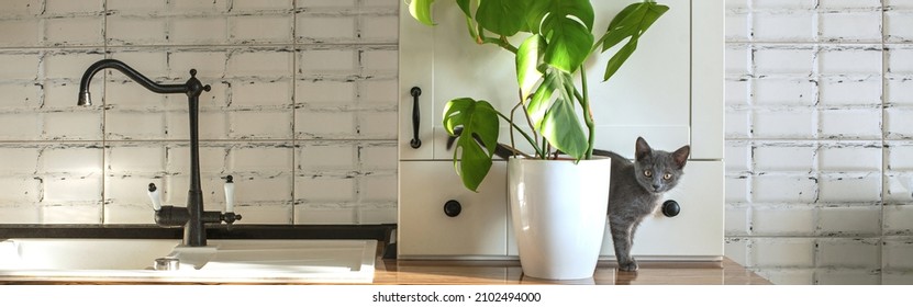 Monstera plant in a white pot on a white kitchen and little grey domestic cat. The concept of homeplant and pets. Monstera deliciosa leaves or Swiss cheese tropical leaf. - Powered by Shutterstock