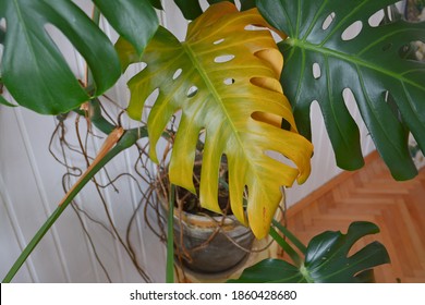 Monstera Plant With Yellowing Leaf. Yellow Leaf On Monstera Green Home Plant. Overwatering Plant In Winter. 