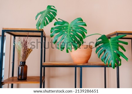 Monstera in a pot against the background of the wall. evergreen vine with large carved leaves. popular houseplants in the interior. shop of plants and flowers for the house.
