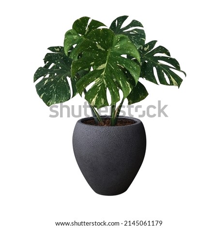 Monstera in a pot black isolated on white background, Close up of tropical leaves or houseplant that grow indoor for decorative purpose. 