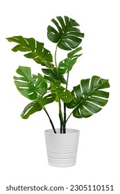 Monstera in a pot isolated. Monstera bush on a white background. - Shutterstock ID 2305110151