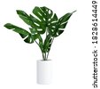 potted plant isolated