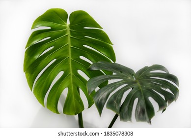 Monstera Or Split Leaf Philodendron The Tropical Foliage Plant