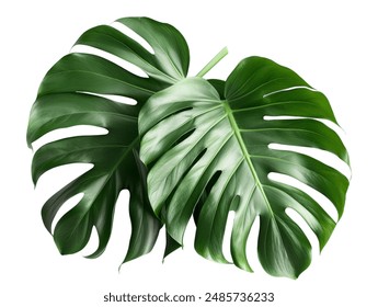 monstera or split-leaf philodendron (Monstera deliciosa)  isolated on white background - Powered by Shutterstock