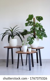 Monstera Or Swiss Cheese Plant, Clivia, Ficus  Potted In White Pots On A Wooden Tables With White Wall Background Copy Space. Day Light.