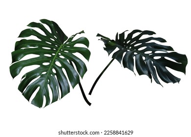 Monstera or Swiss Cheese Plant leaves. Close up exotic green leaves isolated on white background. - Shutterstock ID 2258841629