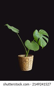 Monstera Tree In Vase Wicker Basket Dicut Png With Path Line, Plants Interior Beautiful Fresh Tree Wood Flowers Wooden Table Office Nature	
